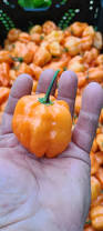 Afbeeldingsresultaat voor peach habanero hot pepper