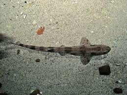 Image result for Scyliorhinus canicula