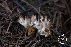 Attēlu rezultāti vaicājumam “Clavulina rugosa”