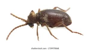 Attēlu rezultāti vaicājumam “Ptinus sp. male”