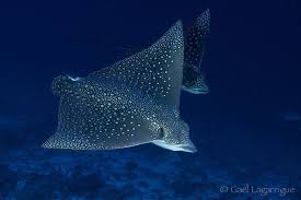 Image result for Aetobatus ocellatus