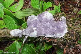 Attēlu rezultāti vaicājumam “Hemitrichia lutescens sessile”