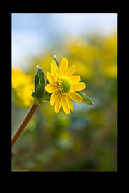 Image result for Sanvitalia procumbens