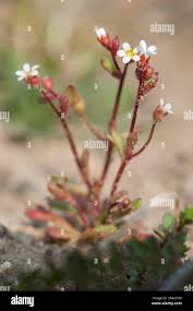 Attēlu rezultāti vaicājumam “Saxifraga tridactylites”