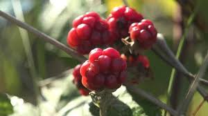 Attēlu rezultāti vaicājumam “Rubus saxatilis fruit”