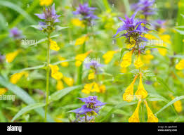 Attēlu rezultāti vaicājumam “Melampyrum nemorosum”