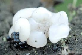 Attēlu rezultāti vaicājumam “Tremella encephala”