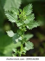 Attēlu rezultāti vaicājumam “Urtica urens”