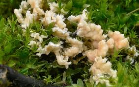 Attēlu rezultāti vaicājumam “Rimbachia neckerae”