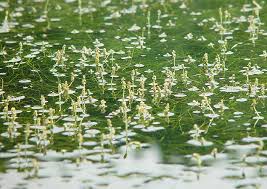 Attēlu rezultāti vaicājumam “Potamogeton trichoides”