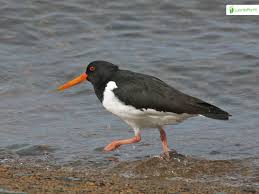 Attēlu rezultāti vaicājumam “Haematopus ostralegus adult”