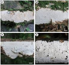 Attēlu rezultāti vaicājumam “Athelia pyriformis”