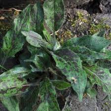 Attēlu rezultāti vaicājumam “Hieracium vulgatum bud”