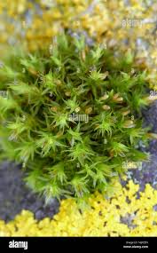 Attēlu rezultāti vaicājumam “Orthotrichum speciosum sporophyte”