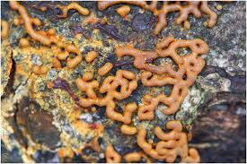 Attēlu rezultāti vaicājumam “Willkommlangea reticulata spores”