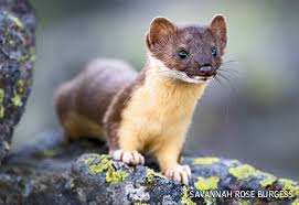 Attēlu rezultāti vaicājumam “Mustela erminea adult”