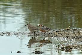 Attēlu rezultāti vaicājumam “Calidris canutus adult”