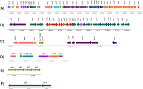 Attēlu rezultāti vaicājumam “Enteridium variabile macro”