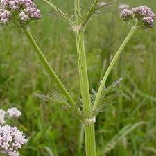 Attēlu rezultāti vaicājumam “Valeriana officinalis fruit”