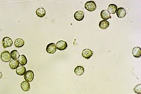Attēlu rezultāti vaicājumam “Enteridium variabile macro”