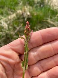 Attēlu rezultāti vaicājumam “Rumex acetosa bud”
