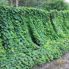 Attēlu rezultāti vaicājumam “Menispermum dauricum”