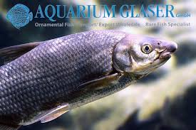 Image result for Chondrostoma nasus