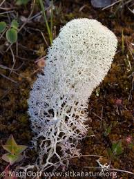 Attēlu rezultāti vaicājumam “Cladonia stellaris”