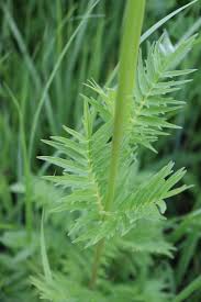 Attēlu rezultāti vaicājumam “Valeriana officinalis leaf”