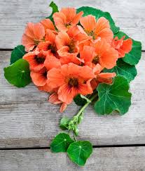 Attēlu rezultāti vaicājumam “Bunias orientalis flower”