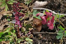 Attēlu rezultāti vaicājumam “Corydalis cava leaf”