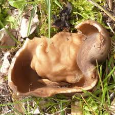 Attēlu rezultāti vaicājumam “Helvella acetabulum”