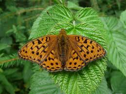 Attēlu rezultāti vaicājumam “Argynnis adippe”