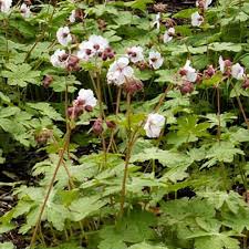 Attēlu rezultāti vaicājumam “Diderma montanum var. album macro”
