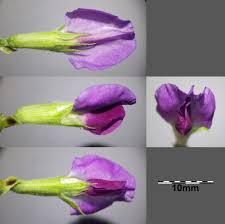 Attēlu rezultāti vaicājumam “Vicia sativa flower”