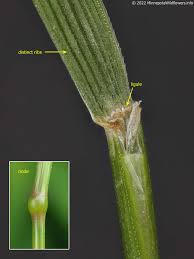 Attēlu rezultāti vaicājumam “Festuca rubra subsp. rubra”