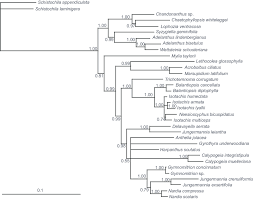 Attēlu rezultāti vaicājumam “Nardia scalaris cells”