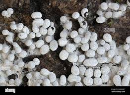 Attēlu rezultāti vaicājumam “Physarum diderma”