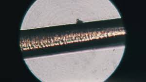 Image result for human hair microscope image