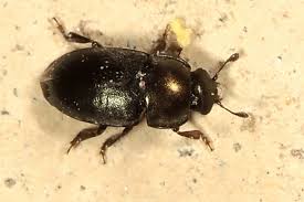 Attēlu rezultāti vaicājumam “Meligethes sp.”