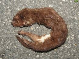 Attēlu rezultāti vaicājumam “Mustela nivalis”