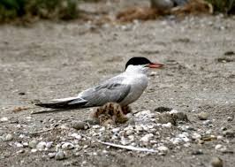 Attēlu rezultāti vaicājumam “Sterna sandvicensis adult”