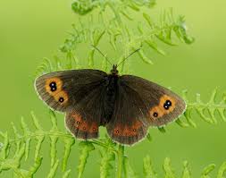 Attēlu rezultāti vaicājumam “Erebia aethiops”