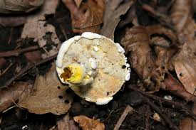 Attēlu rezultāti vaicājumam “Hypomyces chrysospermus”