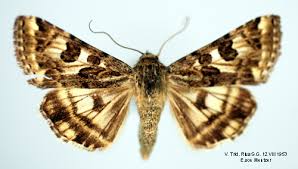 Attēlu rezultāti vaicājumam “Protoschinia scutosa”