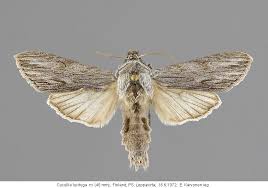 Attēlu rezultāti vaicājumam “Cucullia lucifuga”