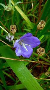 Attēlu rezultāti vaicājumam “Campanula persicifolia leaf”