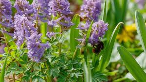 Attēlu rezultāti vaicājumam “Corydalis cava flower”