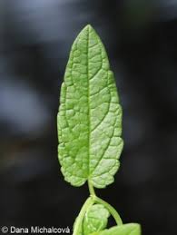 Attēlu rezultāti vaicājumam “Scutellaria galericulata leaf”