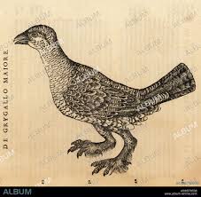 Attēlu rezultāti vaicājumam “Tetrao urogallus female”